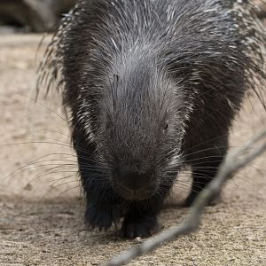 Crested porcupine (Hystrix cristata)