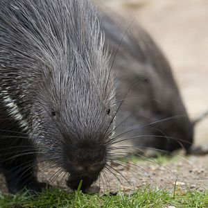 Crested porcupine (Hystrix cristata)