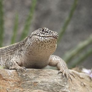 Giant plated lizard (Matobosaurus validus)