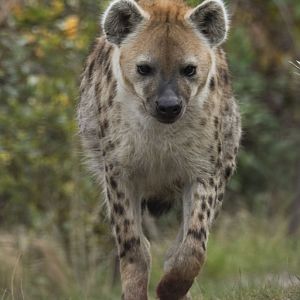 Spotted hyena (Crocuta crocuta)