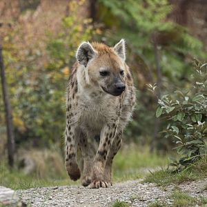 Spotted hyena (Crocuta crocuta)