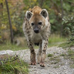 Spotted hyena (Crocuta crocuta)