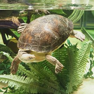 Branderhorst´s snapping turtle (Elseya branderhorsti), 2022-05-26