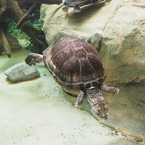 African keeled mud turtle (Pelusios carinatus), 2022-05-26
