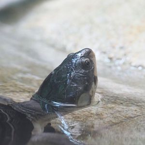 African keeled mud turtle (Pelusios carinatus), 2022-05-26