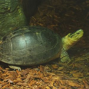 South-east Asian box turtle (Cuora amboinensis), 2022-05-26