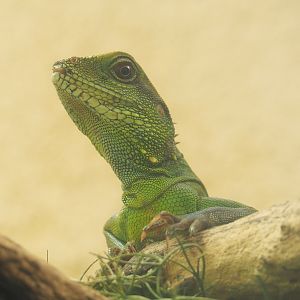 Chinese water dragon (Physignathus cocincinus), 2022-05-26