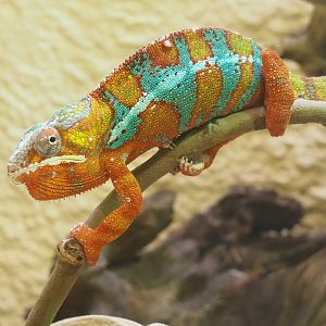 Panther chameleon (Furcifer pardalis), 2022-05-26