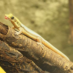 Yellow-headed day gecko (Phelsuma klemmeri), 2022-05-26