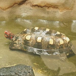 Red-footed tortoise (Chelonoidis carbonarius) in the pool, 2022-05-26