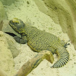 Moroccan spiny-tailed lizard (Uromastyx nigriventris), 2022-05-26