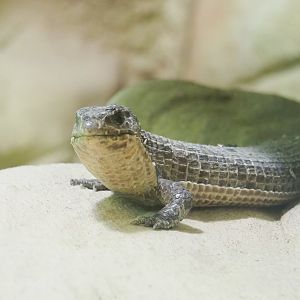 Sudan plated lizard (Broadleysaurus major), 2022-05-26