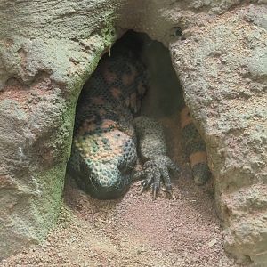 Gila monster (Heloderma suspectum), 2022-05-26