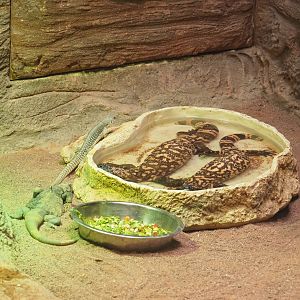 Three lizard species from America's deserts, 2022-05-26