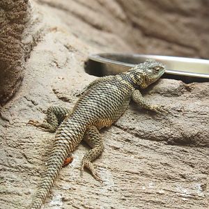 Blue spiny lizard (Sceloporus cyanogenys), 2022-05-26