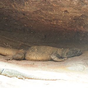 Common chuckwalla (Sauromalus ater), 2022-05-26