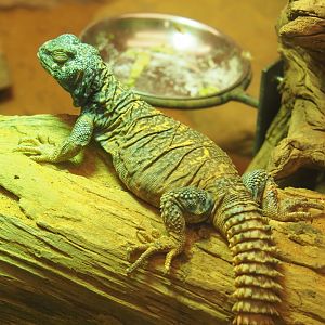 Ornate mastigure (Uromastyx ornata), 2022-05-26