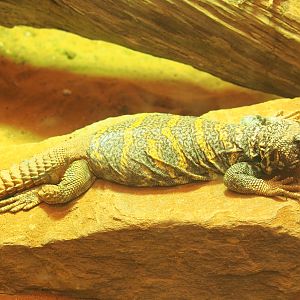 Ornate mastigure (Uromastyx ornata), 2022-05-26