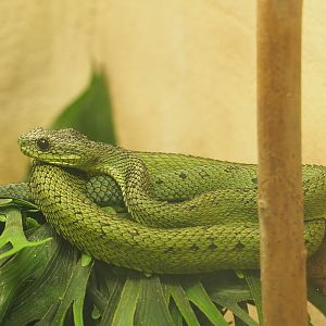 Great Lakes bush viper (Atheris nitschei), 2022-05-26