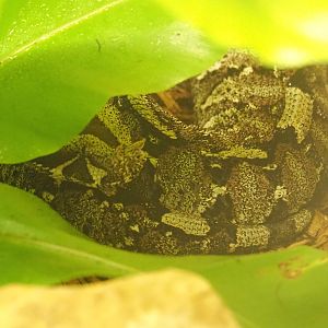 Rhinoceros viper (Bitis nasicornis), 2022-05-26