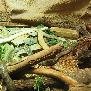 Monocled cobras (Naja kaouthia), 2022-05-26