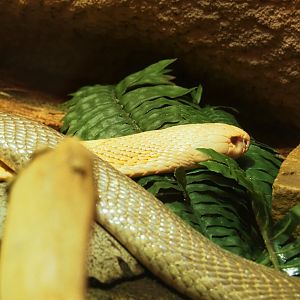 White Monocled cobra (Naja kaouthia), 2022-05-26