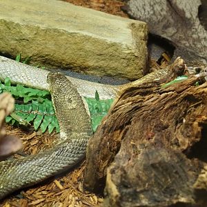 Monocled cobras (Naja kaouthia), 2022-05-26