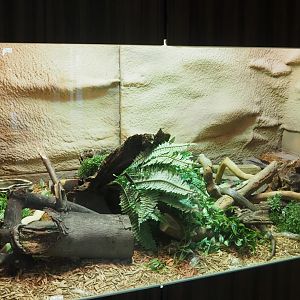 Monocled cobra terrarium, 2022-05-26