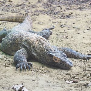 Komodo dragon (Varanus komodoensis), 2022-05-26