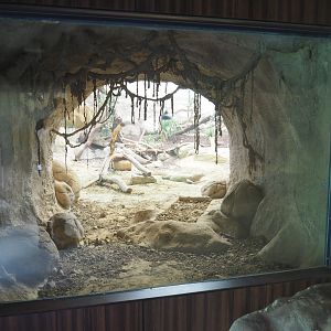 Komodo dragon exhibit - Viewable den, 2022-05-26