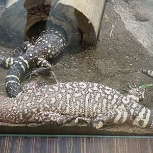 Rio Fuerte beaded lizard (Heloderma horridum exasperatum), 2022-05-26