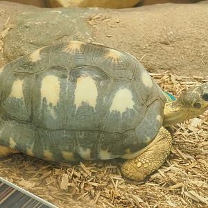 Radiated tortoise (Astrochelys radiata), 2022-05-26