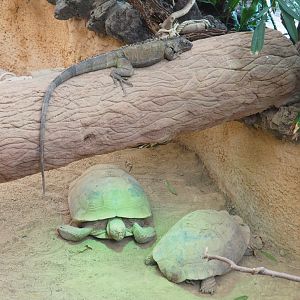 Green iguana (Iguana iguana) and African spurred tortoises (Centrochelys sulcata), 2022-05-26