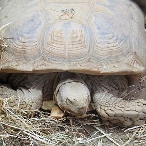 African spurred tortoise (Centrochelys sulcata), 2022-05-26