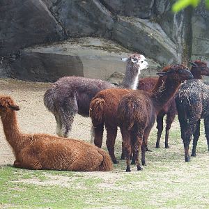 Alpacas (Vicugna pacos), 2022-05-26