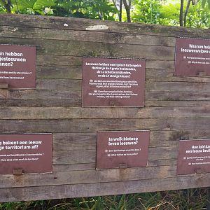 African lion educational and interpretive materials, 2022-05-26