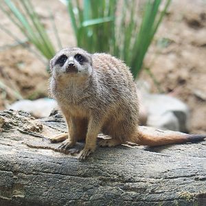 Meerkat (Suricata suricatta), 2022-05-26