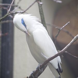 Bali myna (Leucopsar rothschildi), 2022-05-26