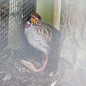 Collared hill partridge (Arborophila gingica), 2022-05-26