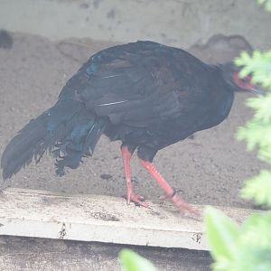 Edwards's pheasant (Lophura edwardsi), 2022-05-26