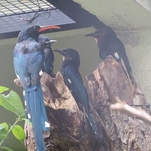 Green woodhoopoes (Phoeniculus purpureus), Adult and juveniles, 2022-05-26