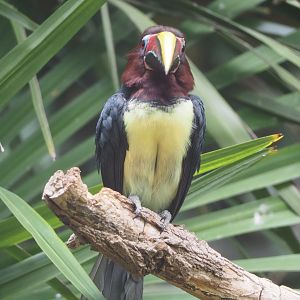 Green aracari (Pteroglossus viridis), 2022-05-26
