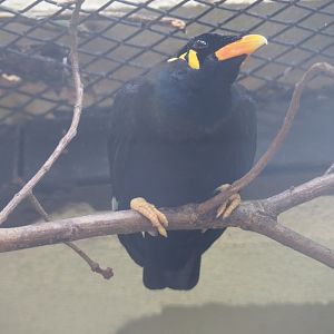 Greater hill myna (Gracula religiosa intermedia), 2022-05-26
