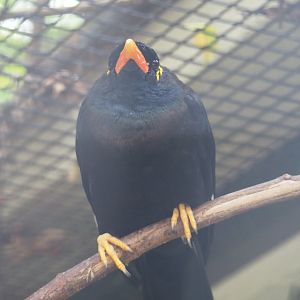 Greater hill myna (Gracula religiosa intermedia), 2022-05-26