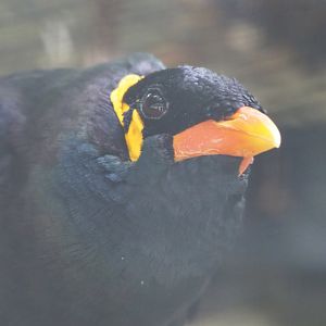 Greater hill myna (Gracula religiosa intermedia), 2022-05-26