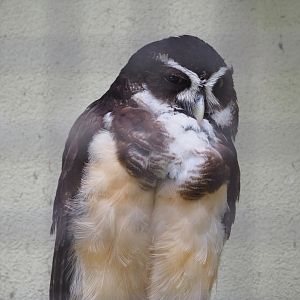Spectacled owl (Pulsatrix perspicillata), 2022-05-26