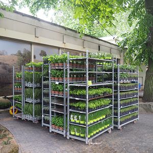 Racks of herb plants for planting in the zoo, 2022-05-26