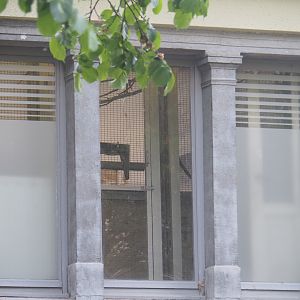 Off-show bird housing on the second floor of the bird house, 2022-05-26