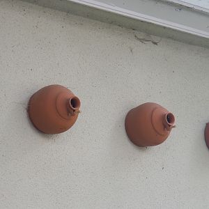 House sparrow nesting pots, 2022-05-26