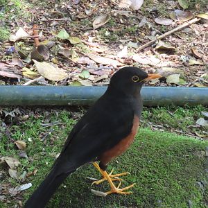 island trushe Borneo thrush (Turdus poliocephalus seebohmi), mt kinabalau